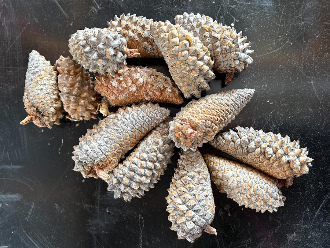 Pinnees Rare Knobcone Pine Cones for Jewelry – Natural Craft Supplies for Boho ...