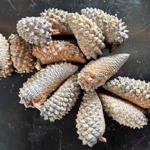 May include: A collection of pine cones in various shades of brown and gray. The cones are arranged in a cluster on a dark surface.