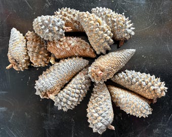 Rare Knobcone Pine cones for Jewelry – Natural Craft Supplies for Boho Pendants, Resin Art, Forest Jewelry, Rustic Charms, Artisan Crafts