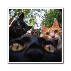 Cat Magnets - Four Paws