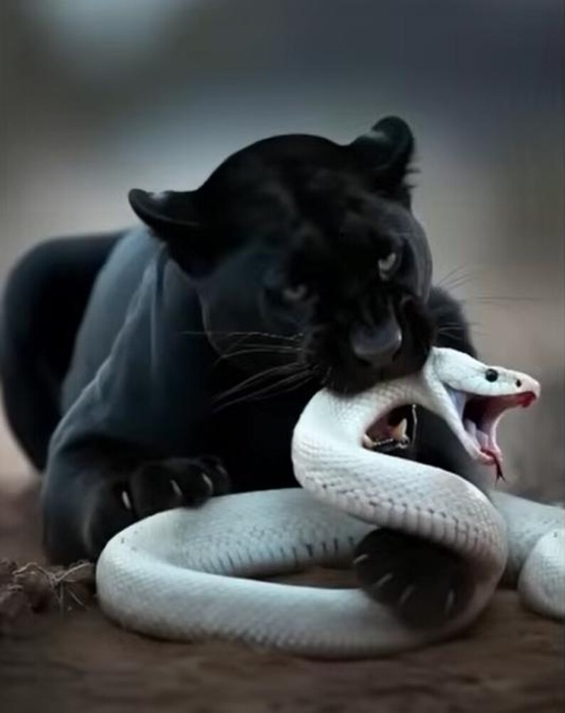 May include: A black panther with piercing eyes is biting a white snake. The snake's mouth is open, revealing its fangs. The panther's fur is sleek and dark, contrasting with the snake's white scales. The scene is set against a blurred background.
