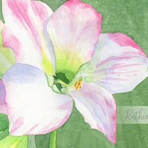 Sweet Love Amaryllis Watercolor Print, 5 x 7, 8 x 10, 10 x 12, or 11 x 14-inches, Nature Inspired, Soft Pastel Color, Garden Décor
