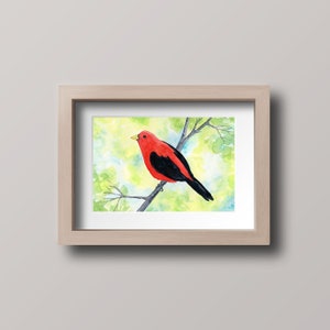 Scarlet Tanager Watercolor Print, 5 x 7, 8 x 10, 10 x 12-inches, Colorful Bird Print, Tanager Décor, Bird Art, Nature Inspired Art image 4