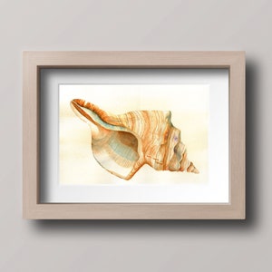 May include: A watercolor painting of a seashell in a light wood frame. The shell is a light brown color with hints of orange and blue. The shell is painted in a realistic style.