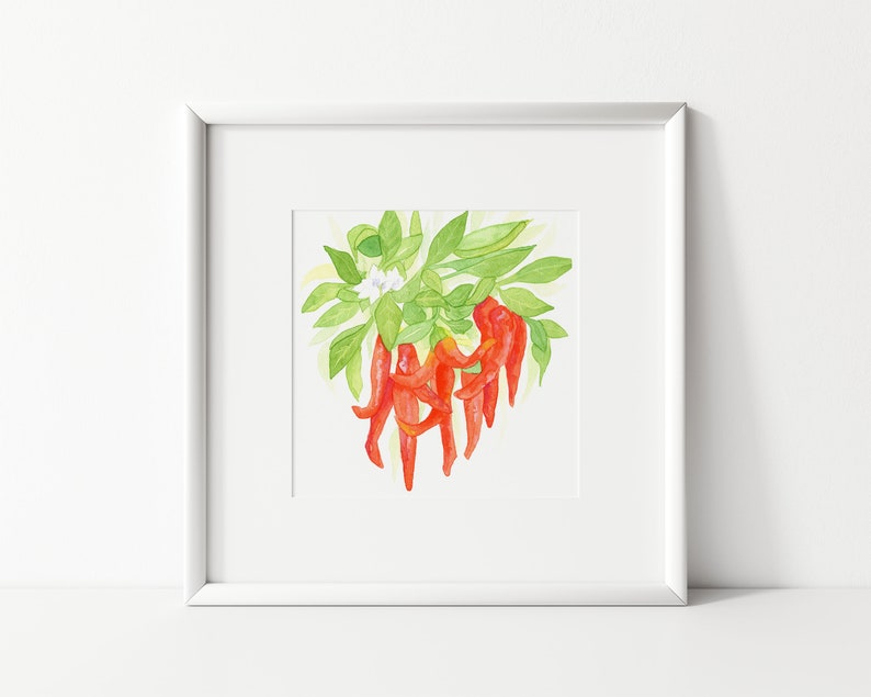 Red Chili Pepper Print From Original Watercolor 6 X 6 8 X 8 Etsy