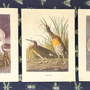 Puede incluir: Tres grabados de aves enmarcados. Los grabados presentan ilustraciones detalladas de varias especies de aves, incluyendo un ave blanca con un pico largo, dos aves marrones cerca de hierba alta y un ave en vuelo. Los grabados están sobre un fondo azul estampado.