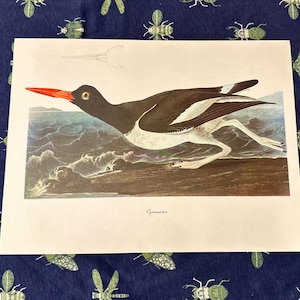 May include: A vintage print of an oystercatcher bird. The bird has a black head and back, white belly, and a long, bright orange beak. The bird is depicted near water, with the word "Oystercatcher" printed below the image.