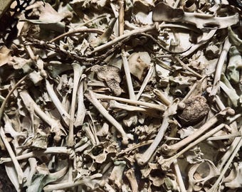 Small Sized Animal Bones for Oddity/Curiosity Display/Crafting/Jewelry