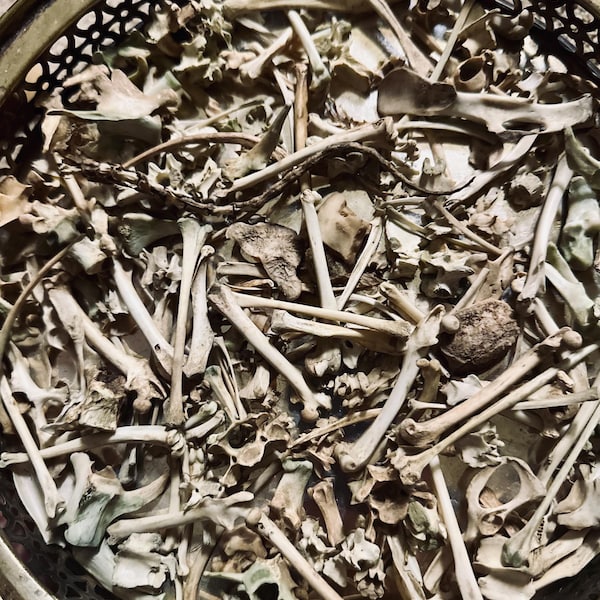 Small Sized Animal Bones for Oddity/Curiosity Display/Crafting/Jewelry