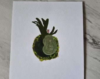 Staghorn beary
