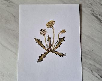 Misprint dandelion beary