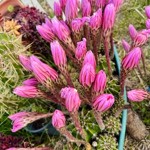 Echinopsis oxygona - Etsy 日本