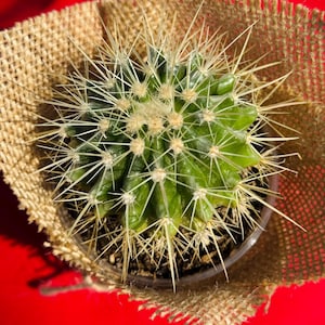 Echinocactus Grusoni | 4 inch | Live Cacti Plant | Succulent | Indoor Plant | Drought Tolerant | Mothers Day Gift | Best Gift