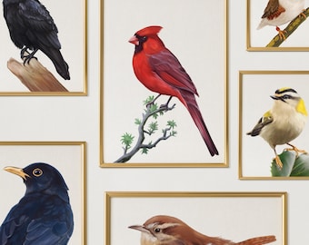 Set di uccelli del bosco e del giardino: stampe disegnate a mano, decorazioni naturalistiche vintage, download digitale