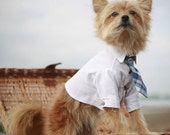 El Rover perro corbata (camisa se vende por separado)