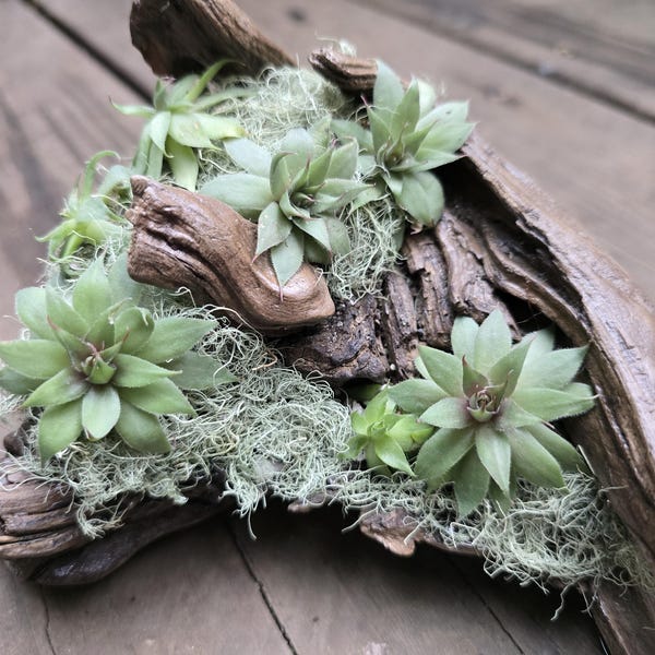 Driftwood Succulent Planter