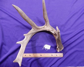 1 Piece Extra Extra Large White Tail Antler,  3+ Point for Crafts, Display, Jewelry Holder - JC-105