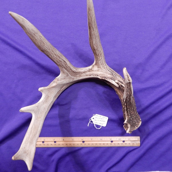 1 Piece Extra Extra Large White Tail Antler,  3+ Point for Crafts, Display, Jewelry Holder - JC-105