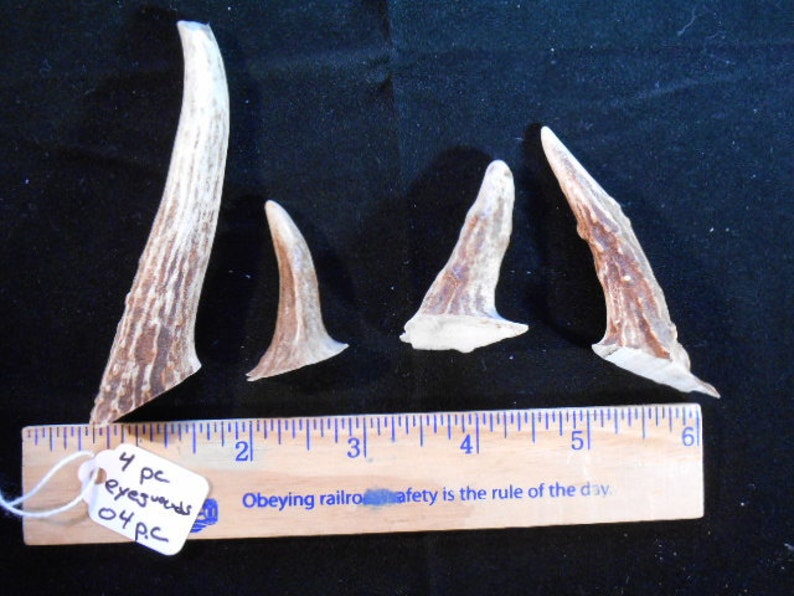 4 Piece Mule Deer Antler Eye Guards for Jewelry or Crafts Etsy