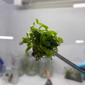 Puede incluir: Primer plano de una planta carnívora Venus atrapamoscas verde sujeta con pinzas metálicas. La planta tiene varias trampas abiertas y está rodeada de otras plantas en frascos de vidrio. El fondo es un entorno de laboratorio estéril.