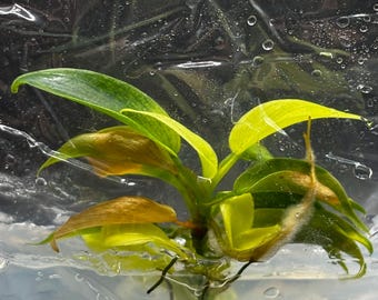 Philodendron Florida Beauty. Gewebekultur