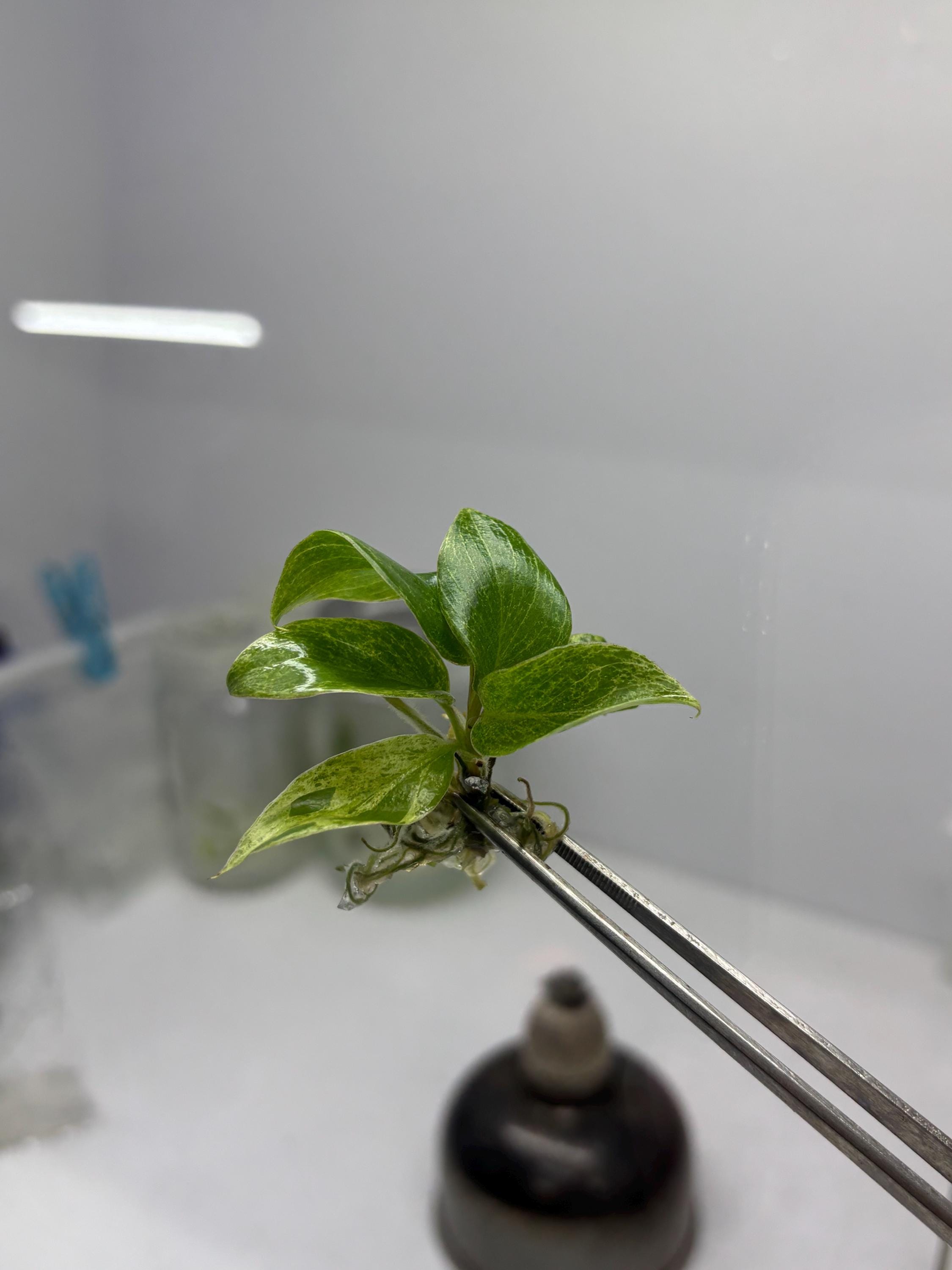 Variegated philodendron giganteum - Etsy 日本