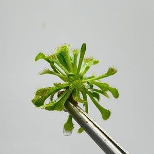 May include: A close-up of a green sundew plant with dew drops on the leaves. The plant is being held by a pair of tweezers.