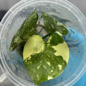 Monstera Thai constellation. Tissue Culture