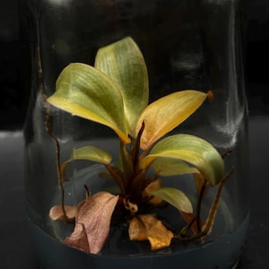 Philodendron Black Cardinal Variegated. Tissue Culture