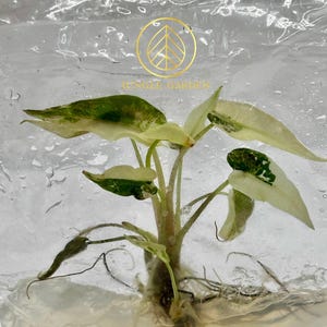 Alocasia Bambino variegated. Tissue Culture