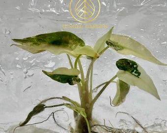 斑入りピンクアロカシア ハートバルーン - 組織培養植物 - Etsy 日本