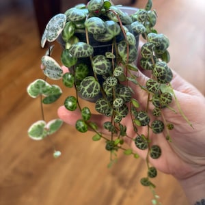 May include: A small potted String of Turtles plant, featuring round, green leaves with dark green markings, and trailing vines. The plant is in a black plastic pot, and some leaves have white edges. The plant is held in a hand.