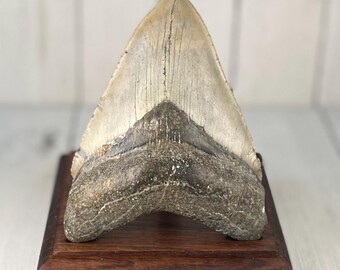 巨大！400万年前のメガロドンの歯の化石 100%天然 89.2g - Etsy 日本