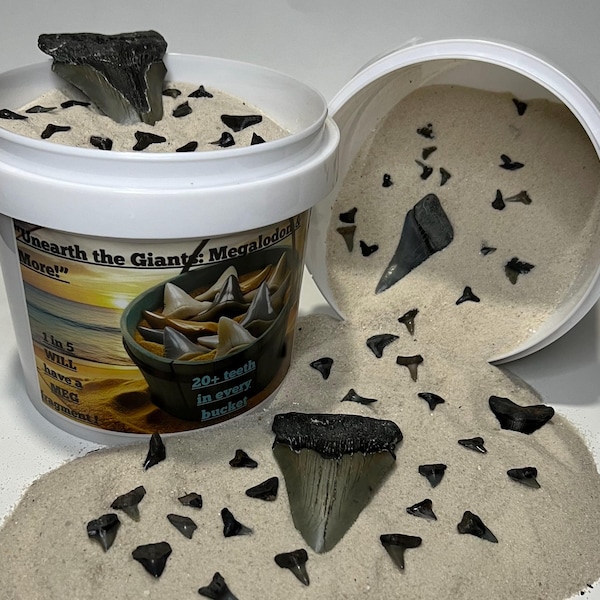 Unearth the Giants – Your Fossil Discovery Awaits!