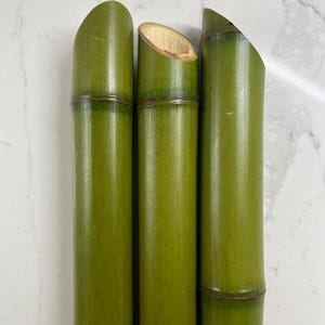 Fresh Cut Bamboo Pole: 1.5” Diameter, 45 Degree Angle (your choice of length)
