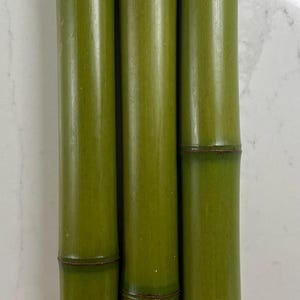 1” Diameter Bamboo pole fresh cut green (Your choice of length)