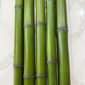 2” Diameter Bamboo pole fresh cut green (Your choice of length)