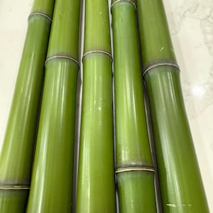 1.5” Diameter Bamboo pole fresh cut green (Your choice of length)