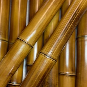 Flame cured 1.5” Diameter Bamboo Pole (Your choice of length