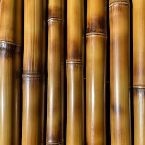 Flame cured 2” Diameter Bamboo Pole (Your choice of length