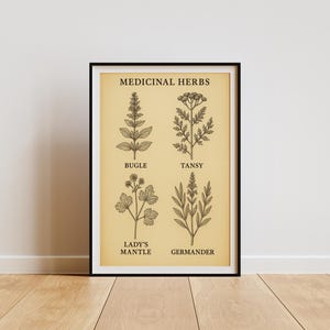 Ilustracja botaniczna na ścianę, wydruk z zabytkowymi ziołami leczniczymi, Bugle Tansy Lady's Mantle Germander, antyczna tabela ziół, pobieranie cyfrowe