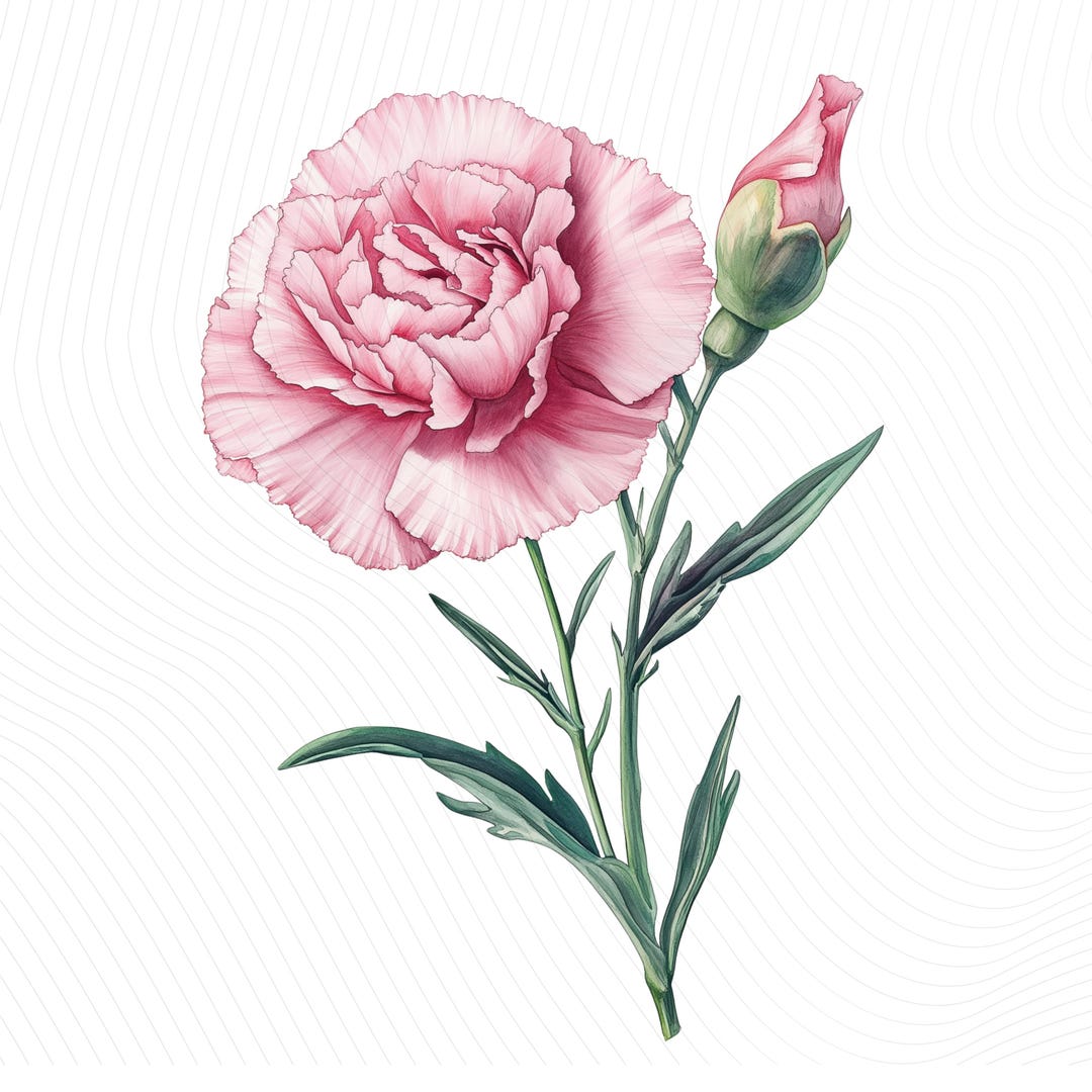 Pink Carnation Flower Clipart, Watercolor Pink Flowers, Watercolor ...