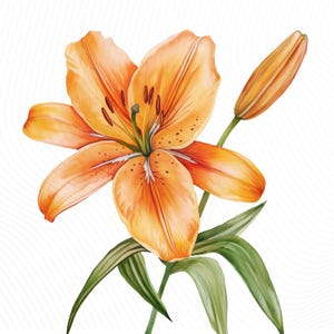 Tiger Lily Clipart - Etsy