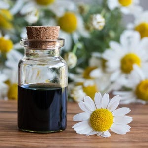 Op de afbeelding: Een kleine, heldere glazen fles met een kurk, gevuld met een donkere vloeistof, staat op een houten oppervlak. Een witte madelief met een gele kern ligt in de buurt. Kamillebloemen staan op de achtergrond.