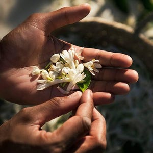 Może przedstawiać: Zbliżenie dłoni trzymającej grupę małych, białych kwiatów z żółtymi środkami i zielonymi liśćmi. Kwiaty są w różnych fazach kwitnienia, niektóre to zamknięte pąki, inne w pełni rozwinięte. Obraz jest dobrze oświetlony.