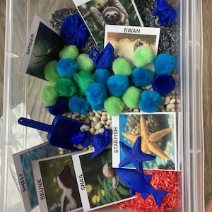 May include: A clear plastic container filled with various sensory materials, including white beans, black rice, and red rice. There are blue and green pom-poms, blue plastic animal figurines, and cards with pictures and names of animals, such as sloth, swan, spider, starfish, skunk, snail, and smelt.