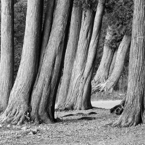 Black and White Trees Art Print: Mackinac Island Nature Photography