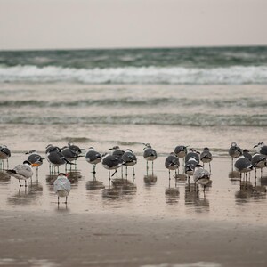 May include: A large group of seagulls standing on a wet sandy beach. The birds have gray and white feathers, with some having orange beaks. The ocean waves are visible in the background under a cloudy sky.