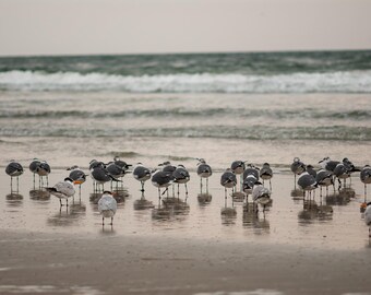 Coastal Bird Prints: Shorebirds, Serene Seascape Artwork, Calm Photography Prints, Moody Tones, Foreground Interest