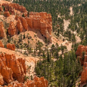 Könnte beinhalten: Blick auf einen Canyon mit roten Felsformationen und einem gewundenen Pfad durch einen Kiefernwald.